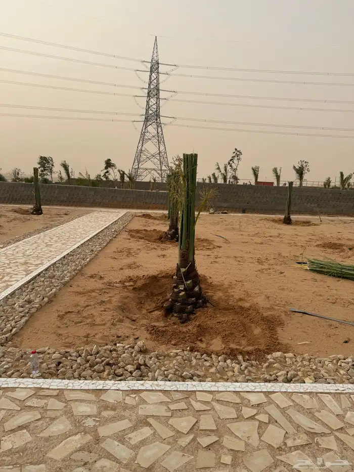 نخل مثمر للبيع مع الغرس بالموقع 0