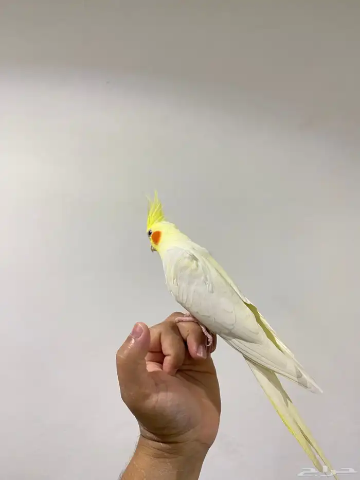 كروان ولافة نص ونص تم البيع 2