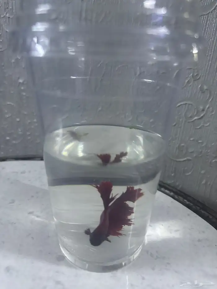 سمك بدون أكسجين 2