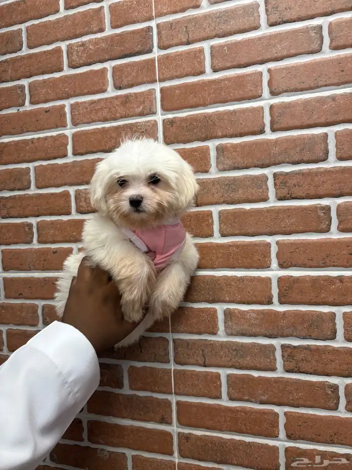 كلاب مالتيز حجم صغير تي كب 0