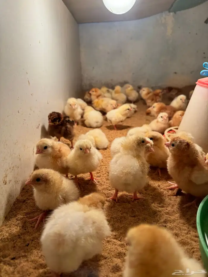 صوص صيصان لوهمن لوهمان براون بيور دم صافي شرط 7