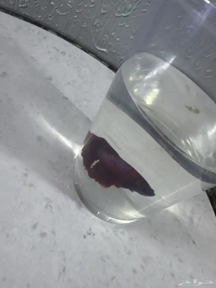 سمك بدون أكسجين 4