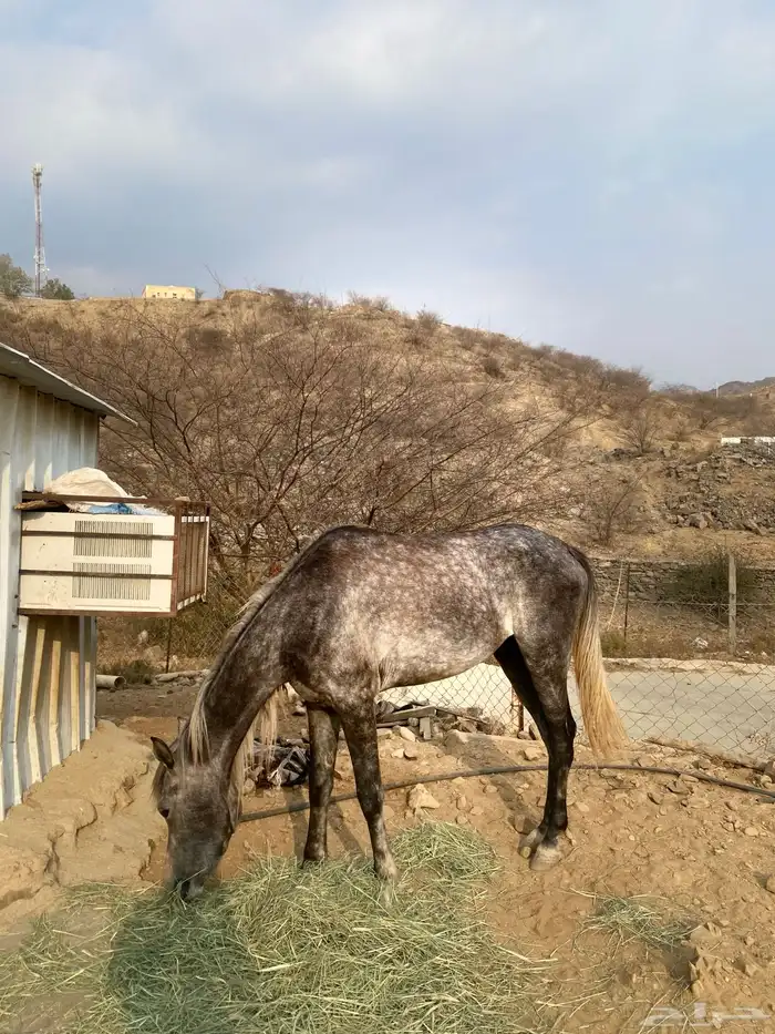 خيل شعبي 0