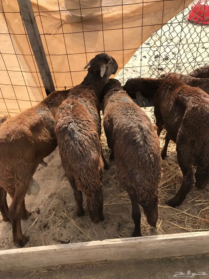 طليان سواكني ضحايا 0