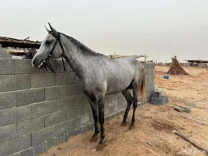 حصان شعبي بطل بطل 2
