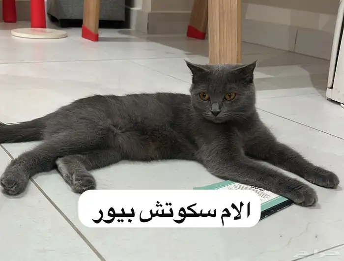 قطط كيتن للبيع 2