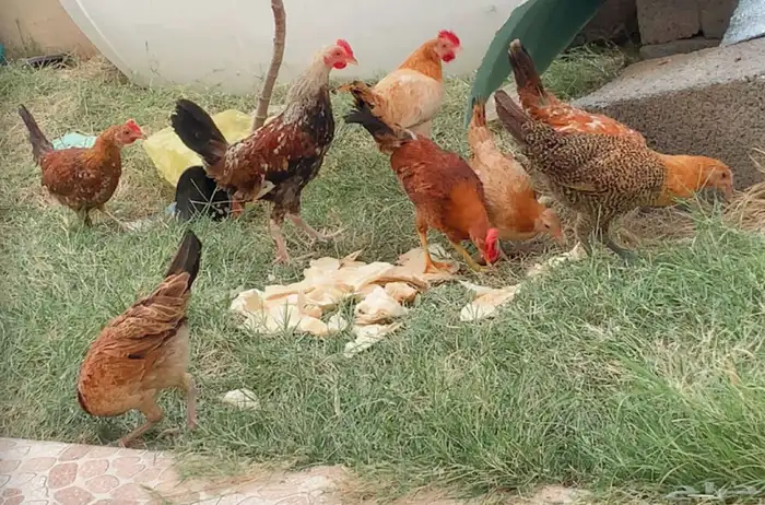 فروخ دجاج بلدي للبيع 6