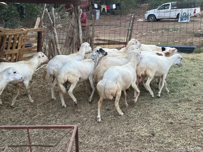 اضاحي بلدي 5