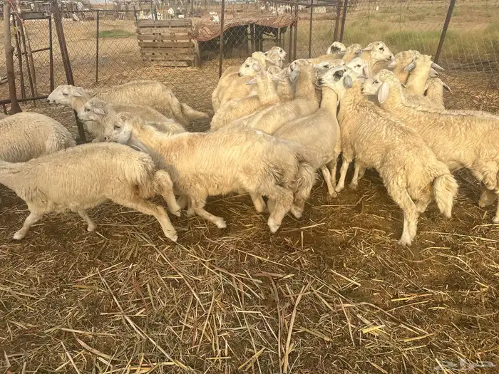 طليان حريه اضاحي 2