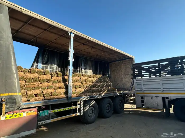 عشب طبيعي أمريكي C2000 مقاوم للملوحة 8