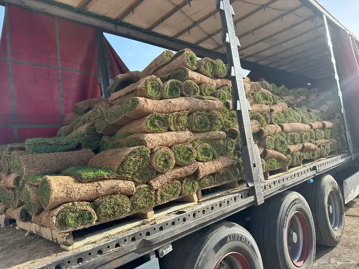 عشب طبيعي أمريكي C2000 مقاوم للملوحة 1