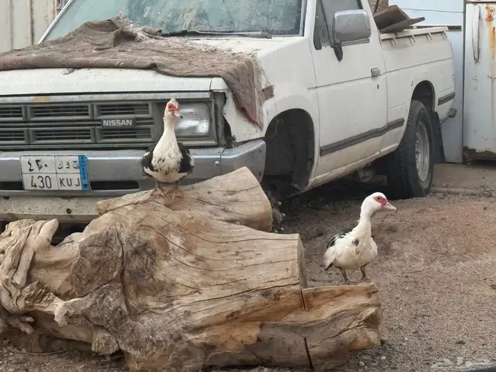 عروض بط مسكوفي الخرج كبار الحبة( 40 ريال) عندي 200 حبة حياك 2