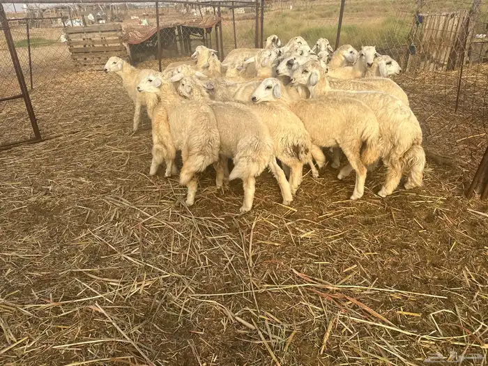 طليان حريه اضاحي 1