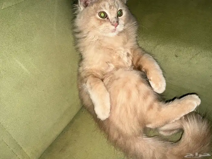 بسه للبيع السعر علي السوم 0