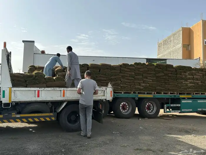 عشب طبيعي أمريكي C2000 مقاوم للملوحة 4