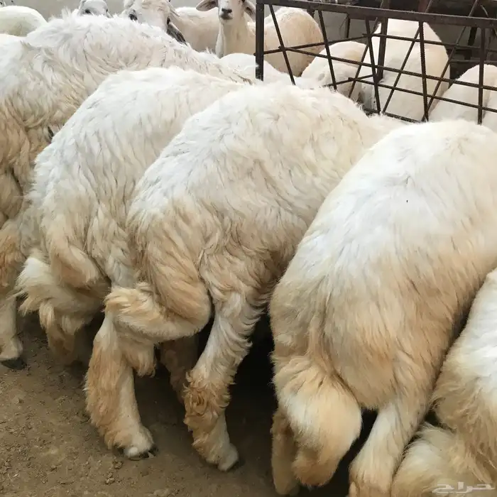 ذبايح النماص 1