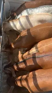 ذبايح مرابي عسير لدينا تابي وتمارا 21