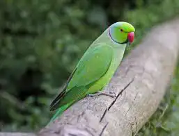ذكر دره هندي اليف متكلم 0