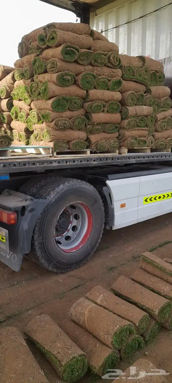 عشب طبيعي أمريكي C2000 مقاوم للملوحة 2