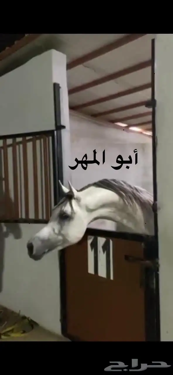 حصان شعبي بطل بطل 4