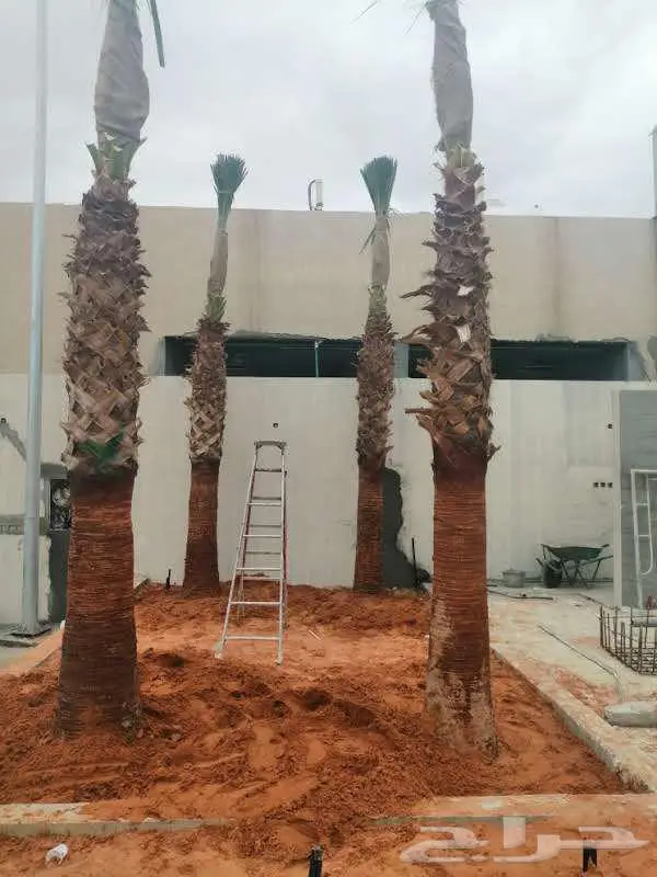 توريد وزراعة النخيل 1