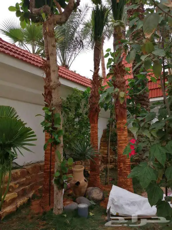 توريد وزراعة النخيل 0