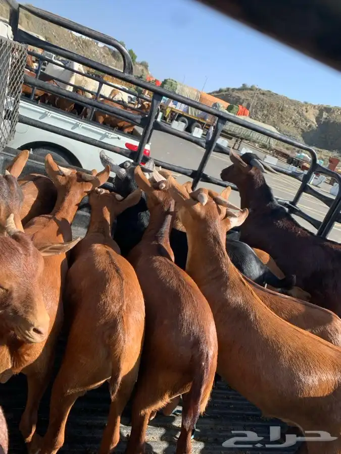ذبايح مرابي عسير لدينا تابي وتمارا 5