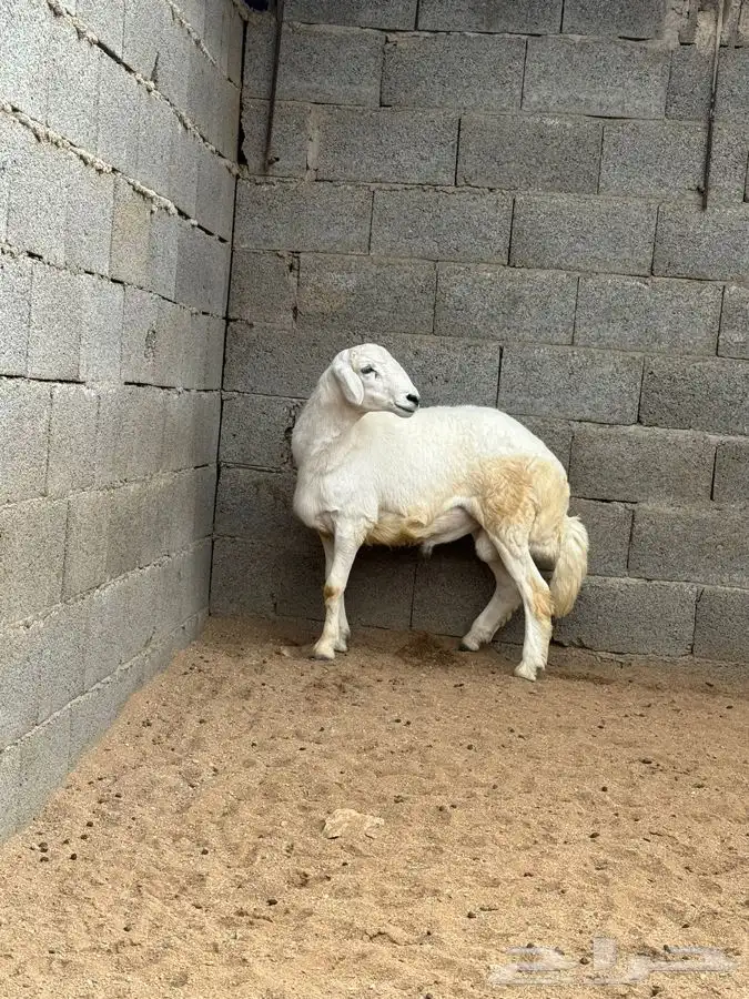 ذبايح مرابي عسير لدينا تابي وتمارا 13