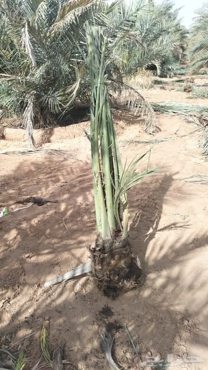 نخل مثمر للبيع مع الغرس بالموقع 6