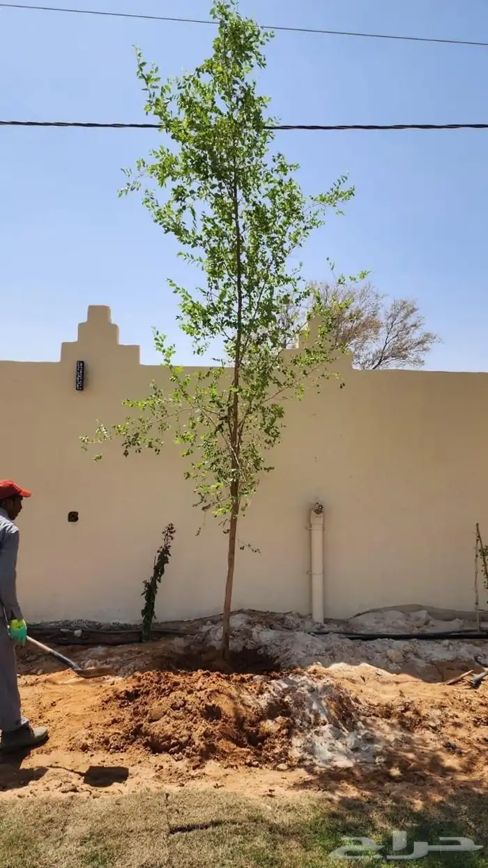 اشجار زينة .أشجار ظل . بنسيانا . لسان العصفور .أكاسيا .لبخ 15