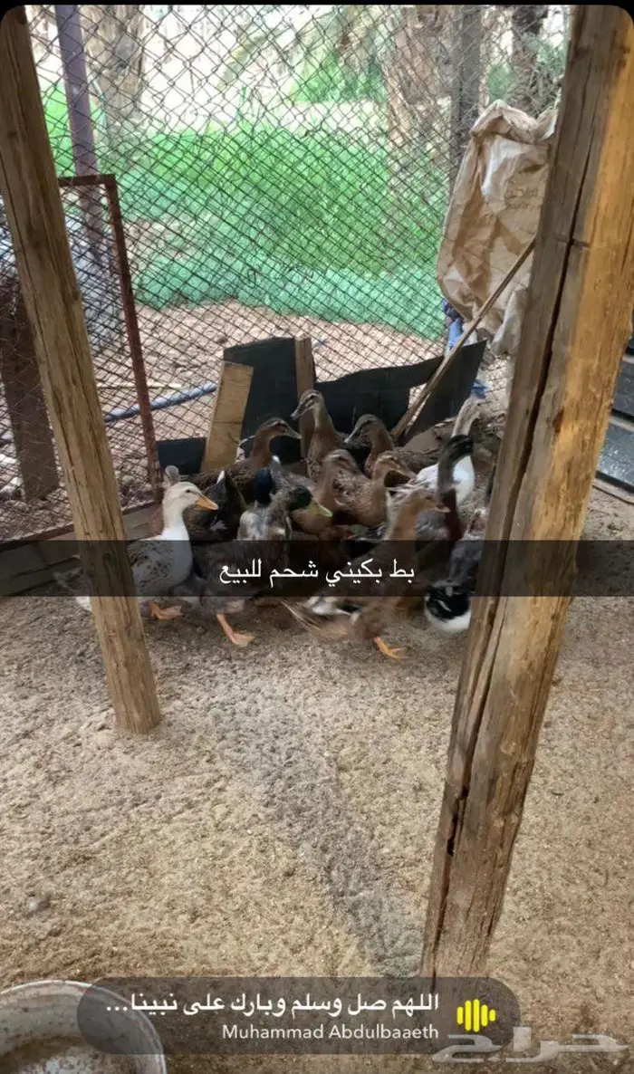 بط شحم وطيب للبيع 0