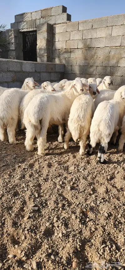 تم البيع طليان حريه ونجد اضاحي 0