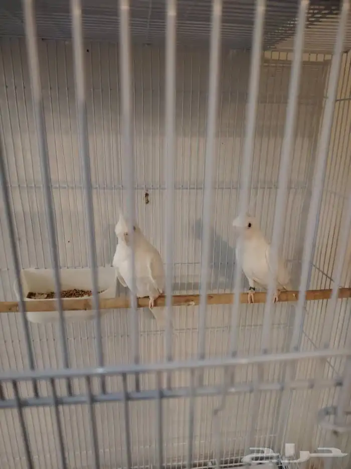 طيور زينه 1