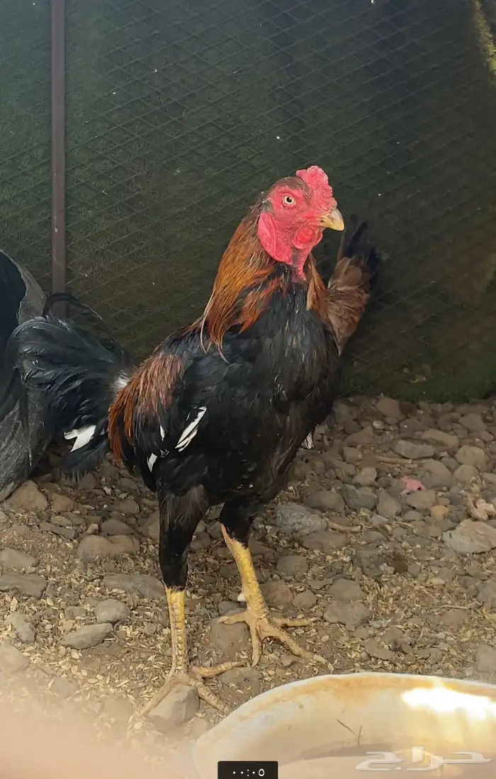 ديك بكستاني للبيع 0