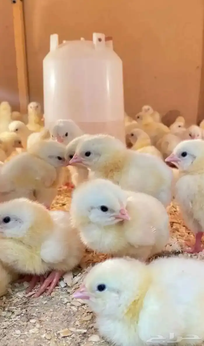 صيصان دجاج لاحم 0