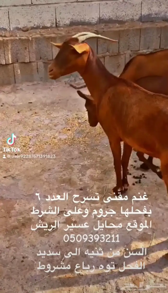 غنم دهم بفحلها جروم وسن صغار 0