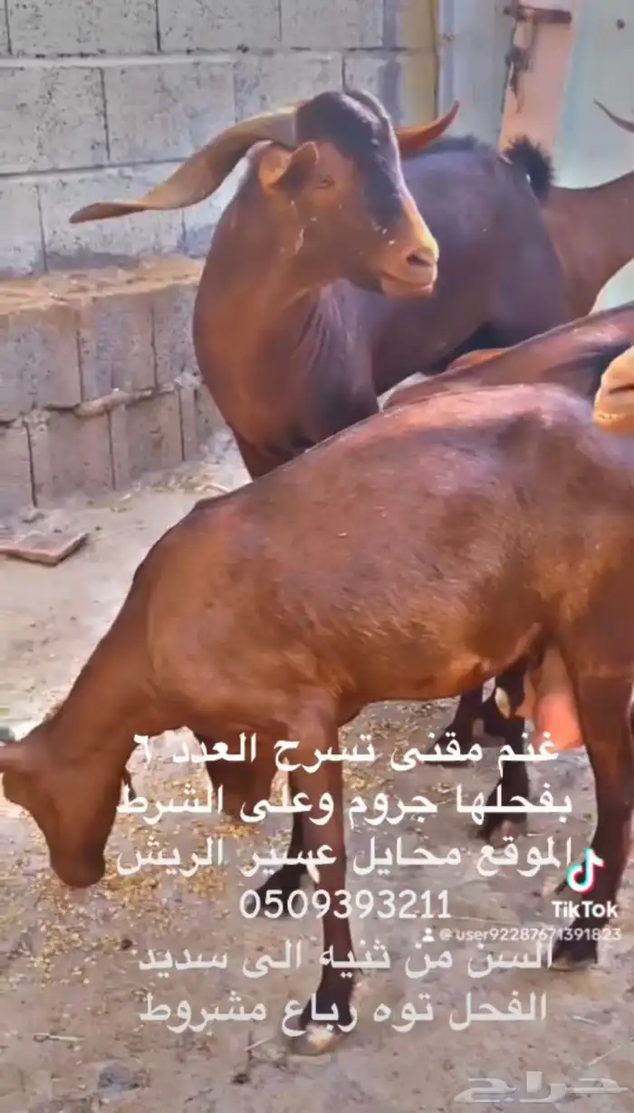 غنم دهم بفحلها جروم وسن صغار 1