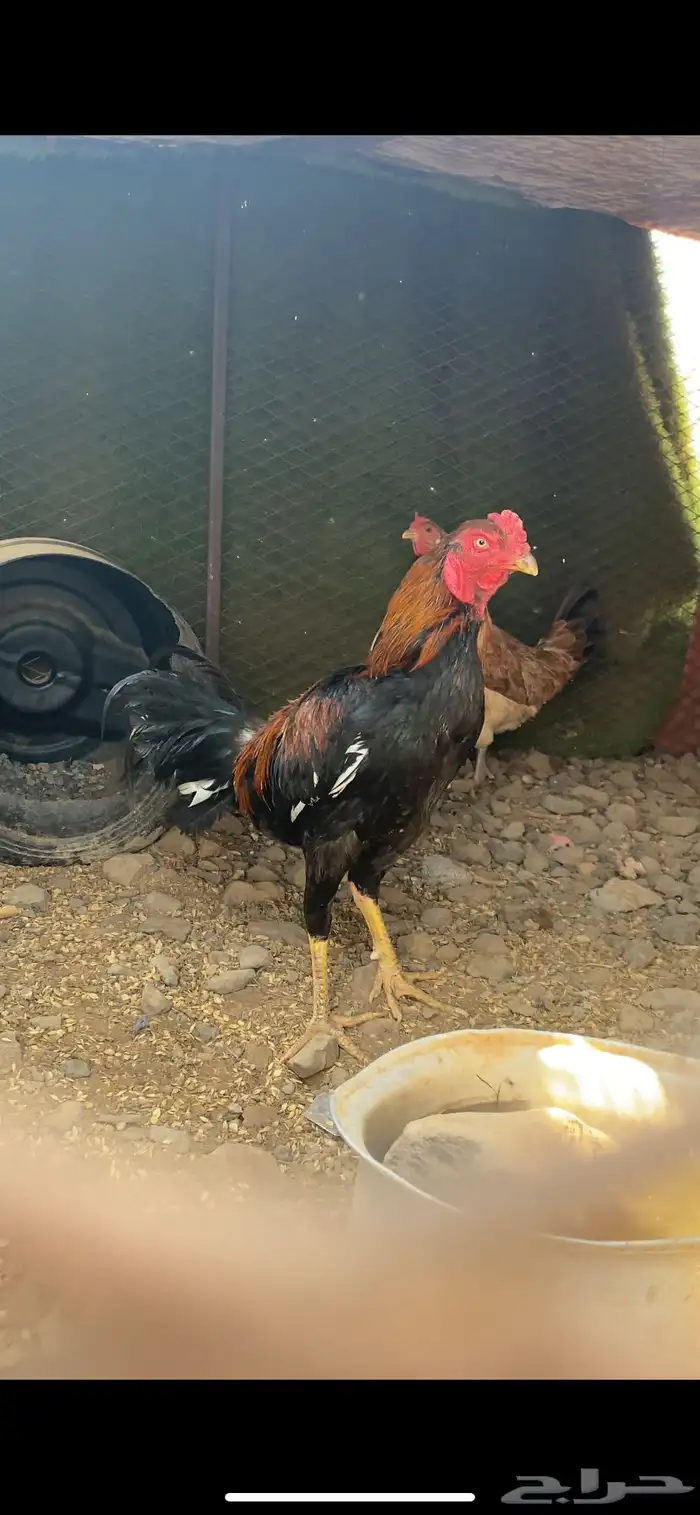 ديك بكستاني للبيع 1