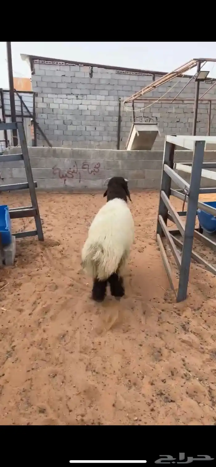 نعيم فاخر ماشاءالله 1