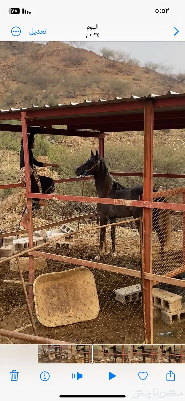خيل شعبي 6