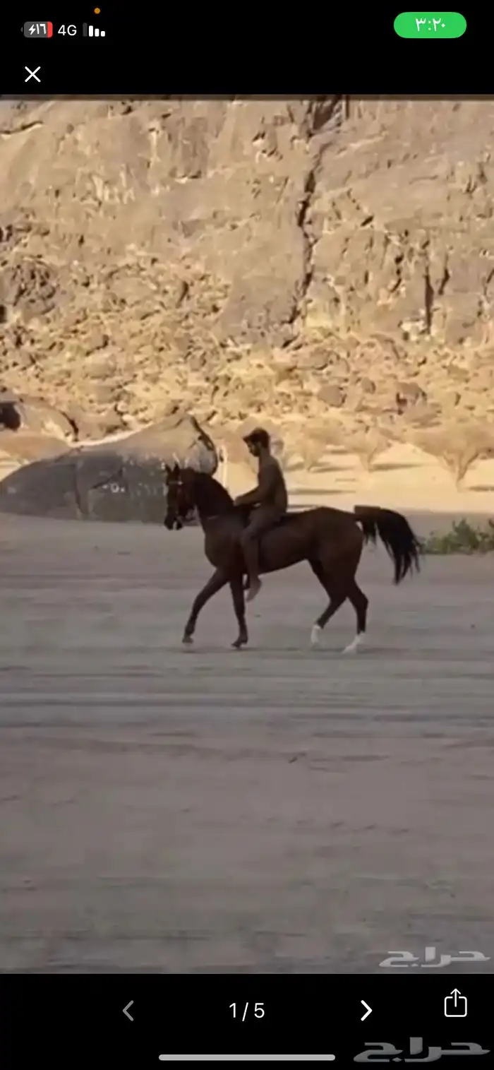 حصان شعبي مكس 0
