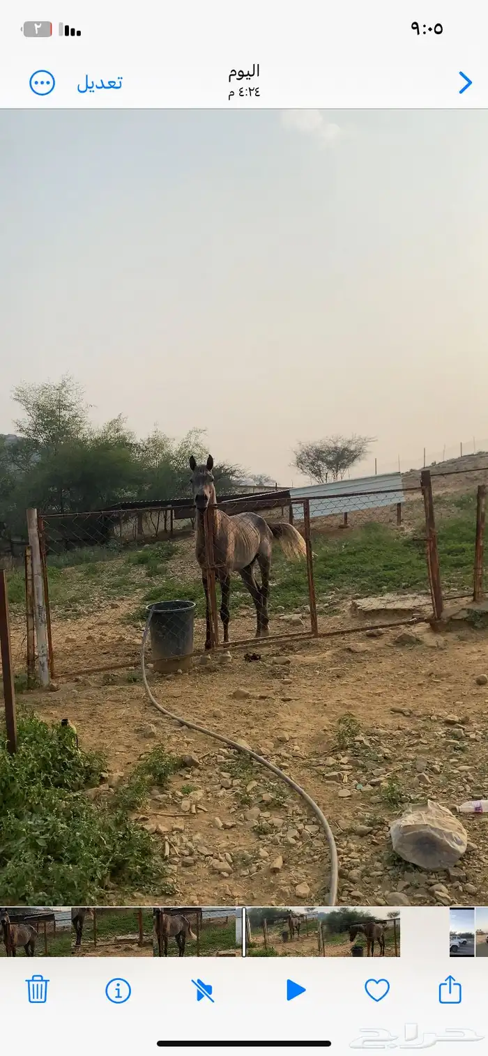 خيل شعبي 3
