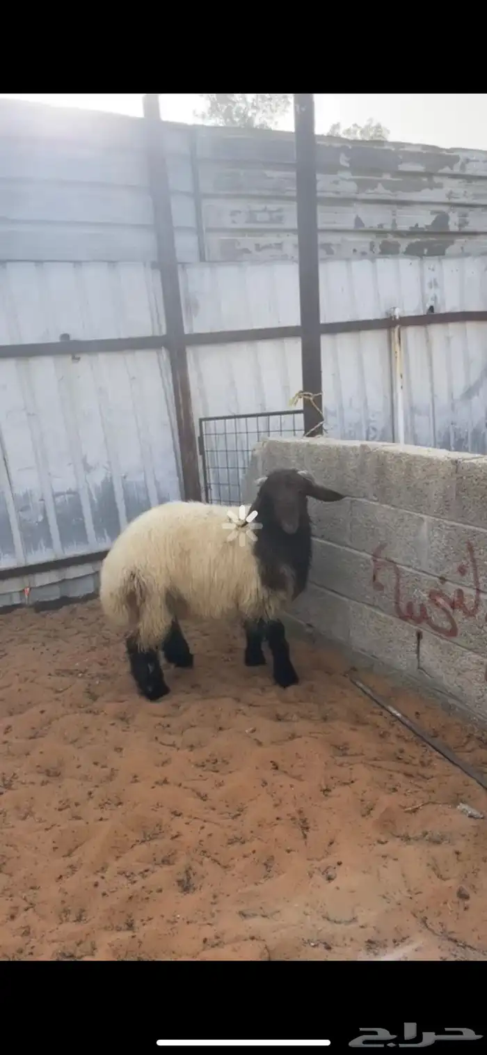 نعيم فاخر ماشاءالله 3