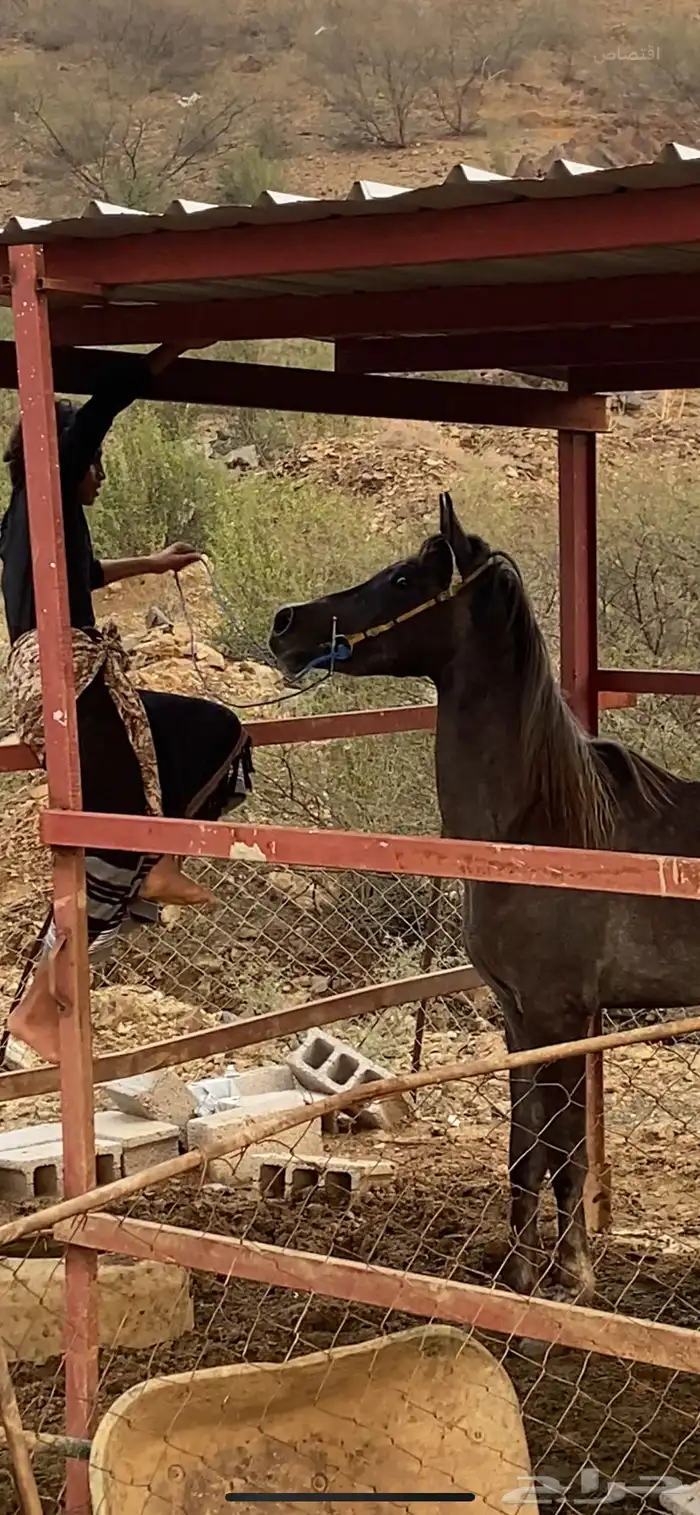 خيل شعبي 7
