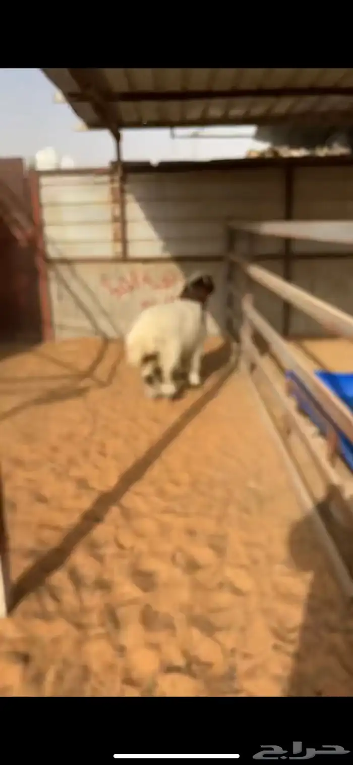 نعيم فاخر ماشاءالله 2