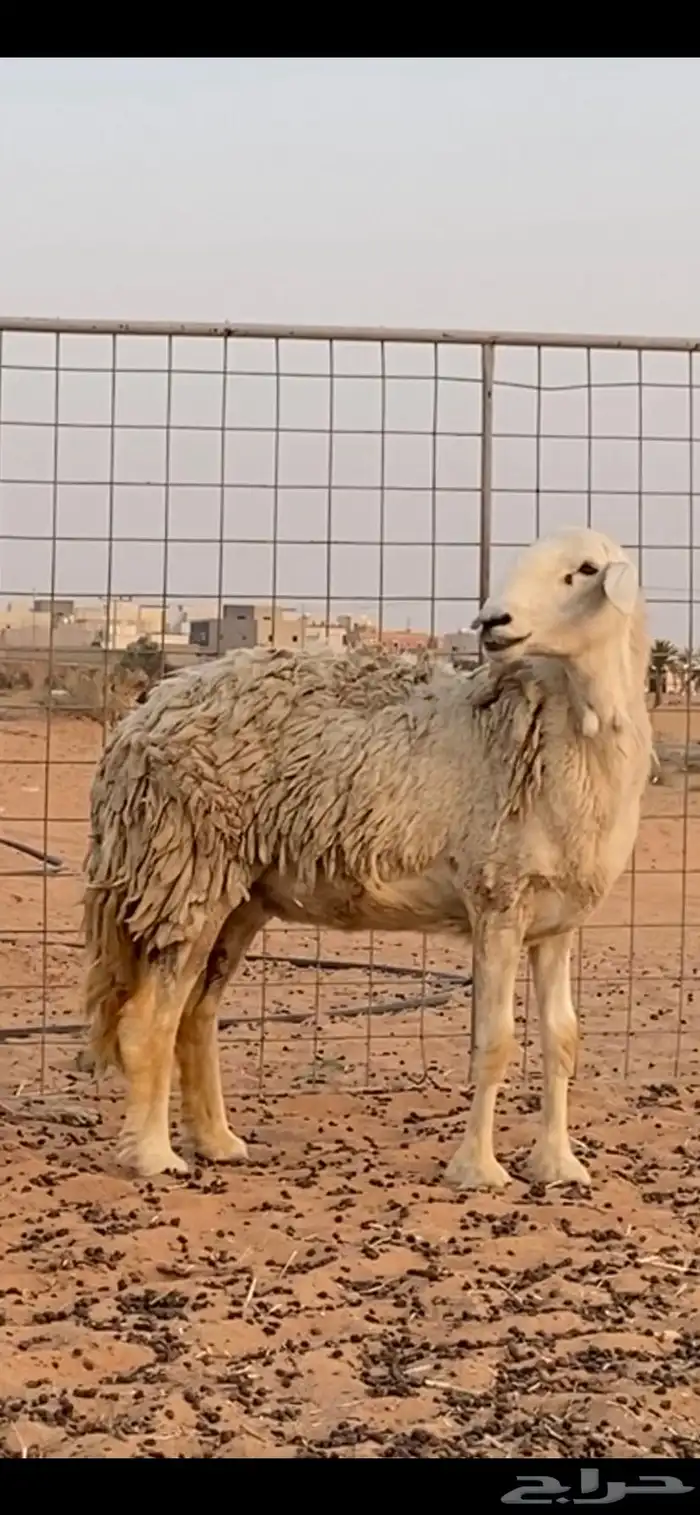 حريه مغلق شحم ضحيه 0
