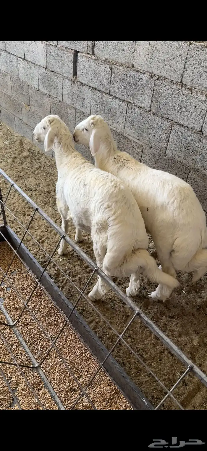 خروفين جبرات اعياد كفو( تم البيع ) 1