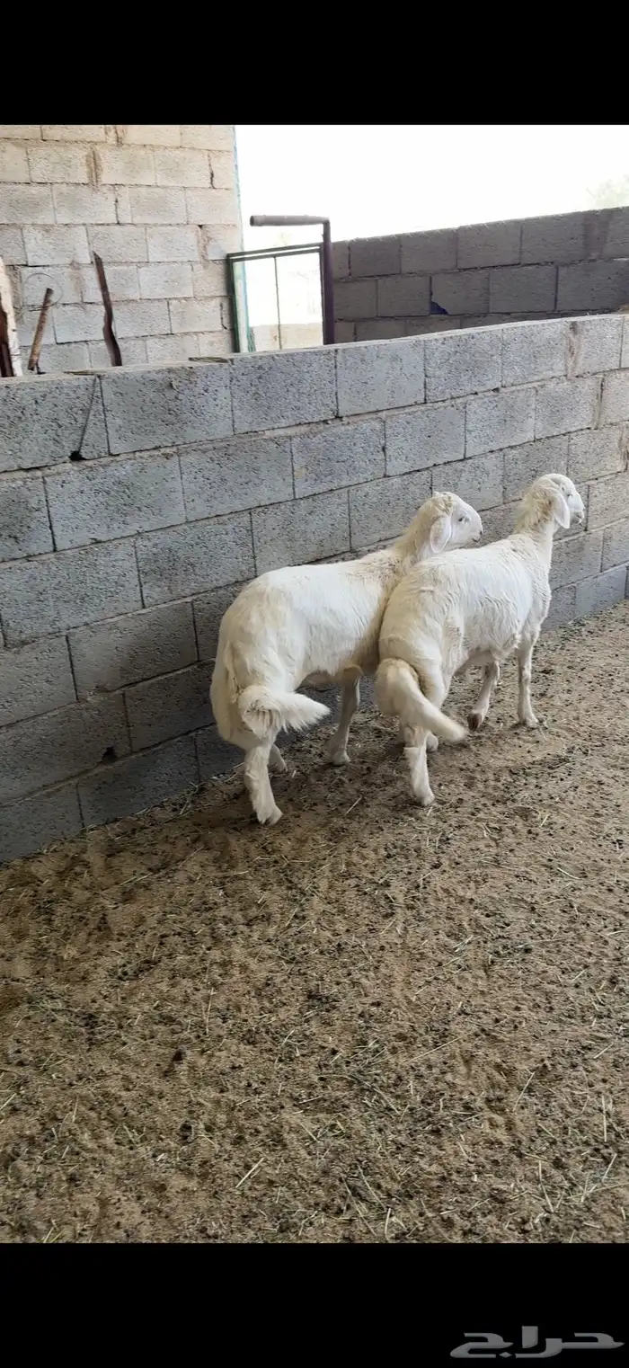 خروفين جبرات اعياد كفو( تم البيع ) 0