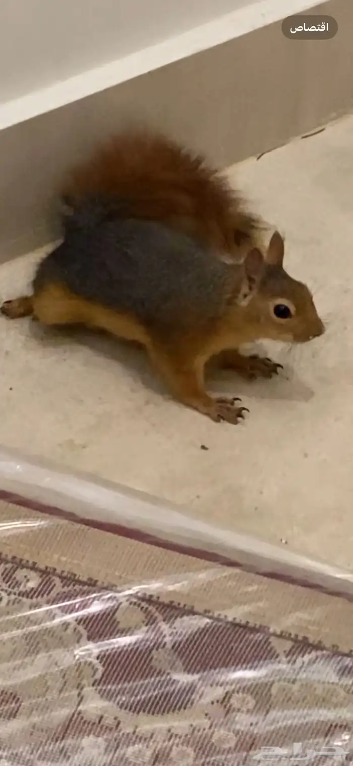 سنجاب سوري للبيع 4