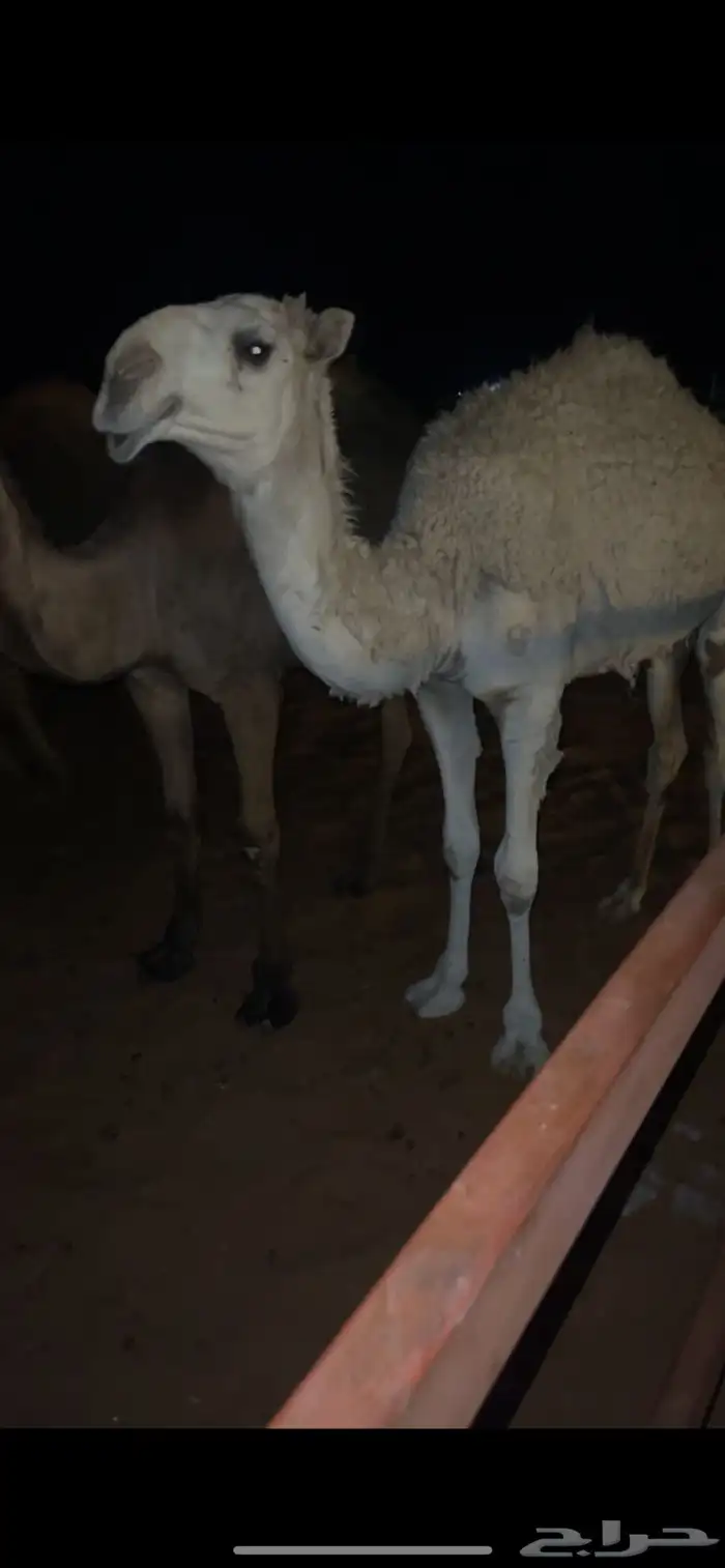 حشو قعدان 2